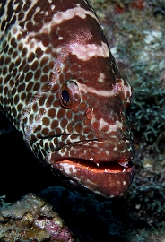 MediaEarth - Bahamas 2017 - DSC02362_rc - Tiger Grouper - Badeche tigre - Mycteroperca tigris